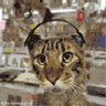 Avatar image humour chat danse casque sur les oreilles