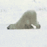 Avatar image humour ours blanc se frotte dans la neige