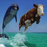 Avatar image humour vache avec dauphin