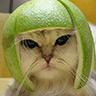 Avatar image humour chat casque pastèque sur la tête